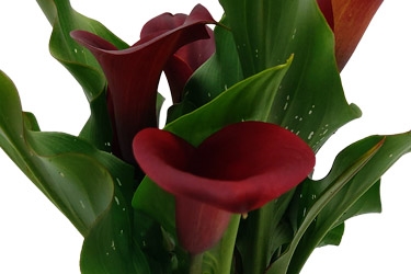 Calla Lily Variety Thumbnail Dark Red.jpg